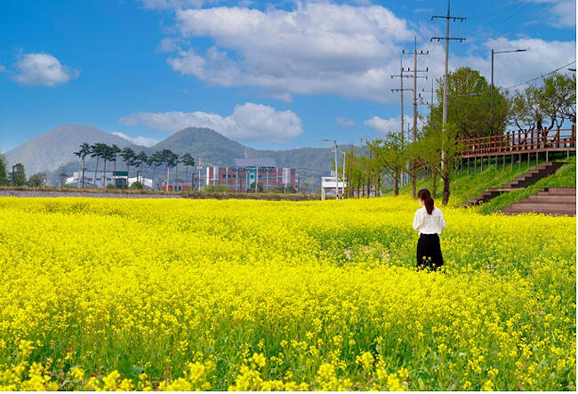 울진군 매화면 매화천 둔치와 근남면 성류굴 데크길 아래 조성된 유채꽃밭에 봄을 알리는 황금빛 유채꽃이 진한 향기를 풍기며 활짝 펴 상춘객을 유혹하고 있다. /울진군