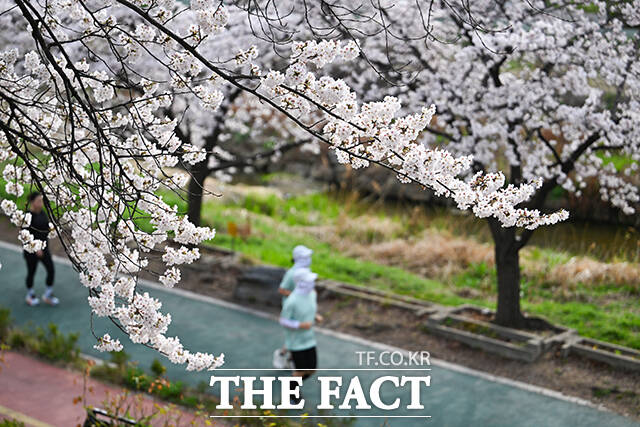 1일 오전 서울 서대문구 불광천 일대에 벚꽃이 만개해 있다. /박헌우 기자