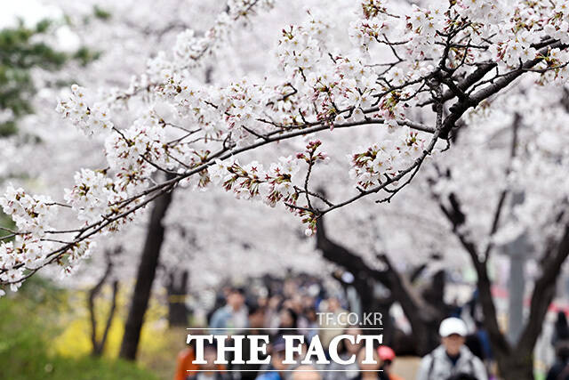 따뜻한 봄 날씨를 보이는 1일 오후 서울 여의도 윤중로 벚꽃길에서 시민들이 벚꽃을 바라보며 즐거운 시간을 보내고 있다. /남용희 기자