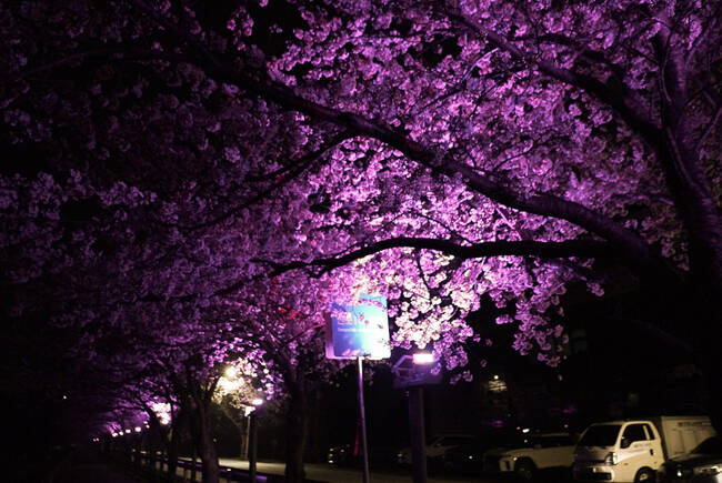 근남면 망양정으로 가는 야간꽃길 조명. /울진군