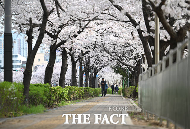 1일 오전 서울 서대문구 불광천 일대에 벚꽃이 만개해 있다. /박헌우 기자