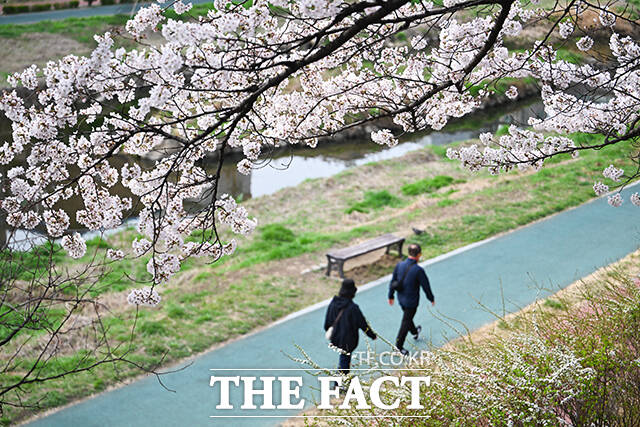 1일 오전 서울 서대문구 불광천 일대에 벚꽃이 만개해 있다. /박헌우 기자