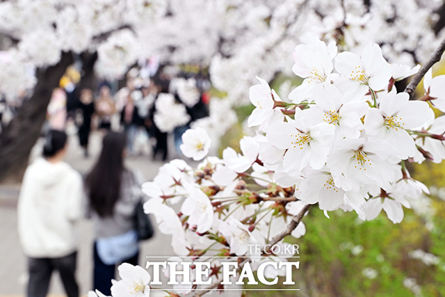 '성큼 다가온 봄' 벚꽃 즐기는 시민들.