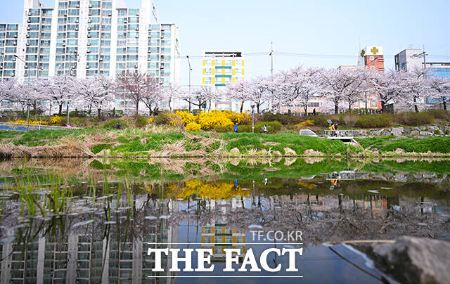 1일 오전 서울 서대문구 불광천 일대에 벚꽃이 만개해 있다. /박헌우 기자