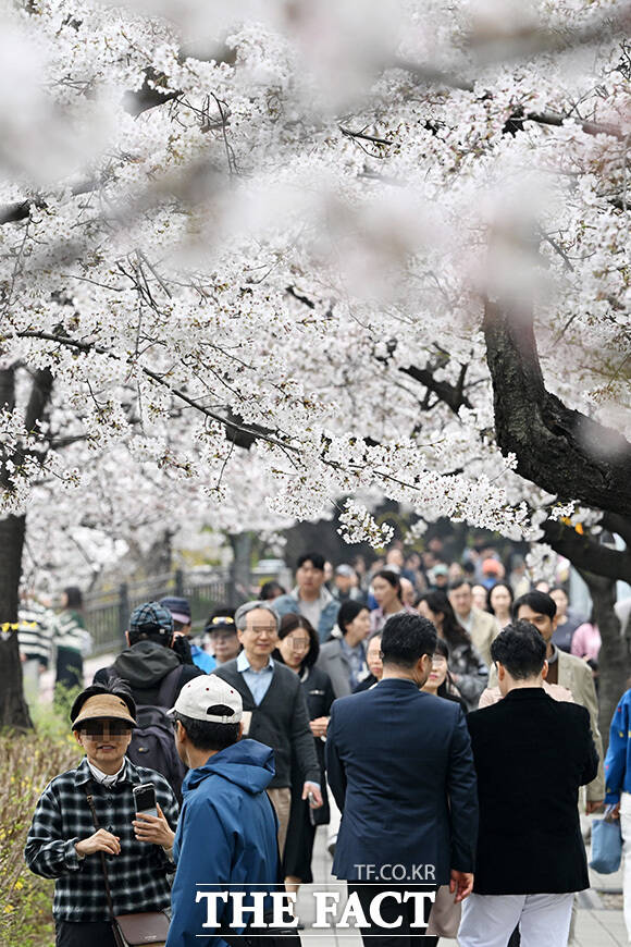 '성큼 다가온 봄' 벚꽃 즐기는 시민들.