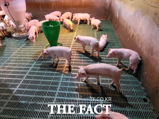 경기도 가축행복농장으로 운영되고 있는 도내 한 양돈 농가. /경기도