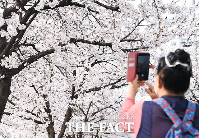 1일 오전 서울 서대문구 불광천 일대에 벚꽃이 만개해 있다. /박헌우 기자