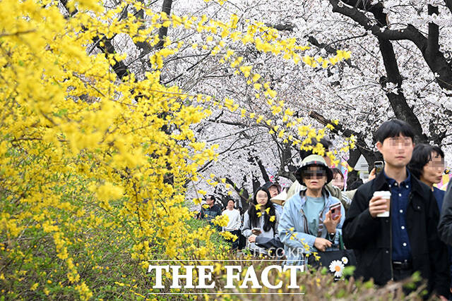 '성큼 다가온 봄' 벚꽃 즐기는 시민들.