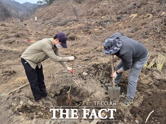 경기도산림환경연구소 관계자들이 밀원수 시험식재 연구를 위해 가평군 북면 도유림 일대에 밀원수를 심고 있다. /경기도