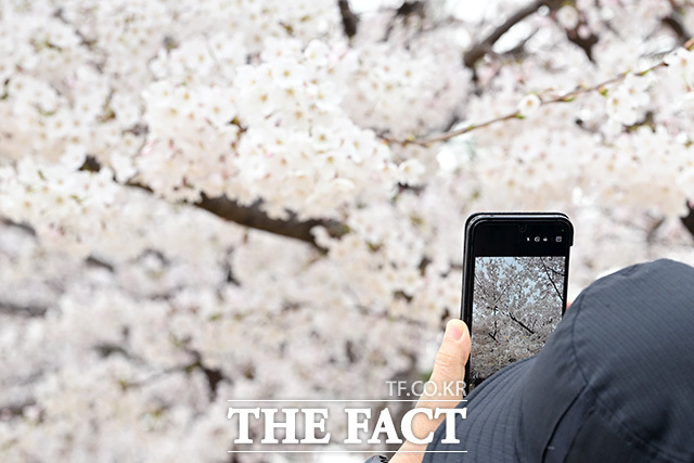 '성큼 다가온 봄' 벚꽃 즐기는 시민들.