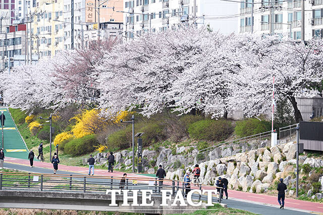 1일 오전 서울 서대문구 불광천 일대에 벚꽃이 만개해 있다. /박헌우 기자