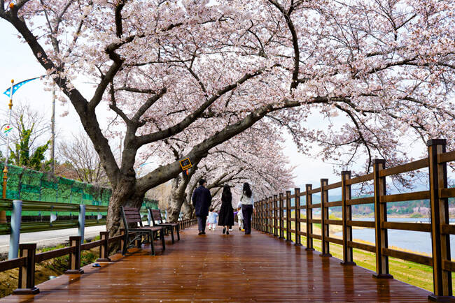 성류굴 가는 벚꽃길. /울진군