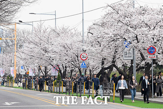 '성큼 다가온 봄' 벚꽃 즐기는 시민들.
