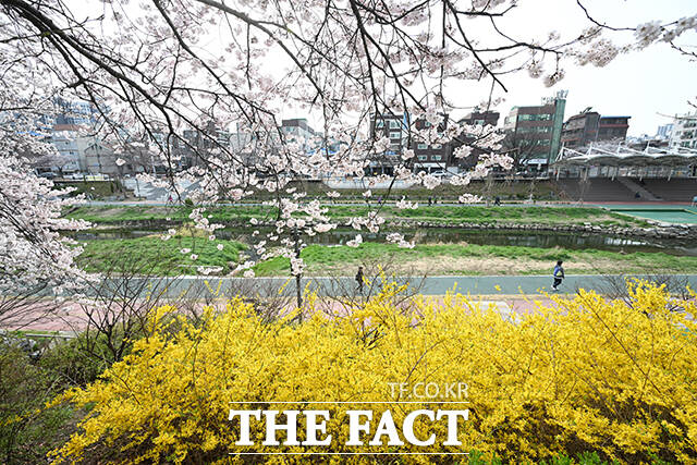 1일 오전 서울 서대문구 불광천 일대에 벚꽃이 만개해 있다. /박헌우 기자