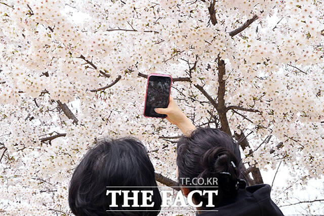 '성큼 다가온 봄' 벚꽃 즐기는 시민들.