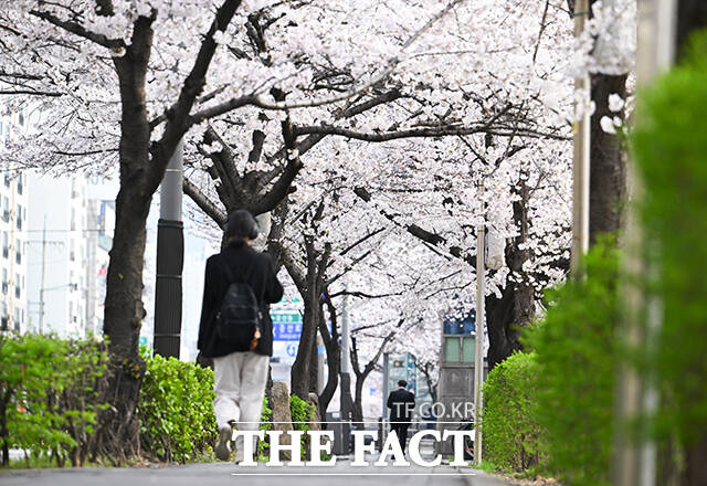 1일 오전 서울 서대문구 불광천 일대에 벚꽃이 만개해 있다. /박헌우 기자