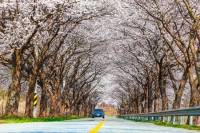  연분홍빛 물든 울진…