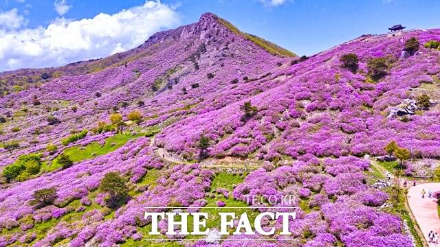 산청군 황매산. /산청군