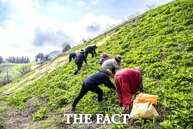 울릉군이 산채 수확기를 맞아 농촌 일손돕기를 에 나섰다. /김성권 기자