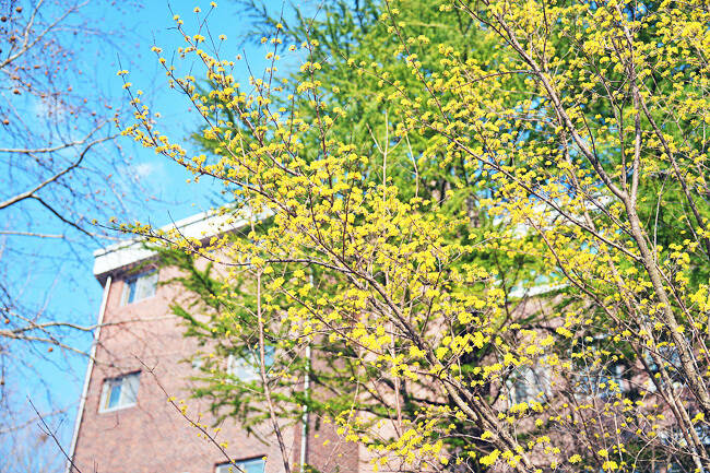 국립경국대학교 캠퍼스가 화사한 봄꽃으로 물들었다. 국립경국대 인문사회·IT대학 학생회가 주관하는 '문화페스티벌 벚꽃제'는 오는 7일부터 이틀간 본관 및 인문학관 일대에서 열린다. /국립경국대