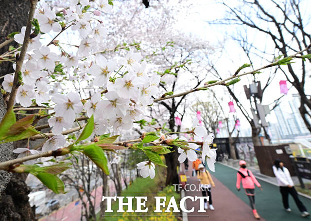 벚꽃이 피어나기 시작한 이번 주말 전국 곳곳에 봄비가 내리겠다. 제주도와 남부지방을 중심으로는 강한 바람과 많은 비가 예상돼 벚꽃 나들이 계획에 유의해야겠다. /이새롬 기
