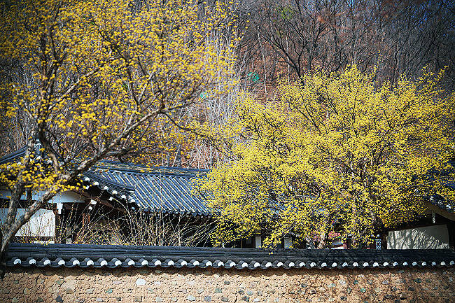 국립경국대학교 캠퍼스가 화사한 봄꽃으로 물들었다. 국립경국대 인문사회·IT대학 학생회가 주관하는 '문화페스티벌 벚꽃제'는 오는 7일부터 이틀간 본관 및 인문학관 일대에서 열린다. /국립경국대