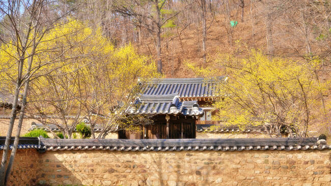 국립경국대학교 캠퍼스가 화사한 봄꽃으로 물들었다. 국립경국대 인문사회·IT대학 학생회가 주관하는 '문화페스티벌 벚꽃제'는 오는 7일부터 이틀간 본관 및 인문학관 일대에서 열린다. /국립경국대