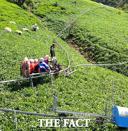 울릉군이 산채 수확기를 맞아 농촌 일손돕기를 에 나섰다. /김성권 기자