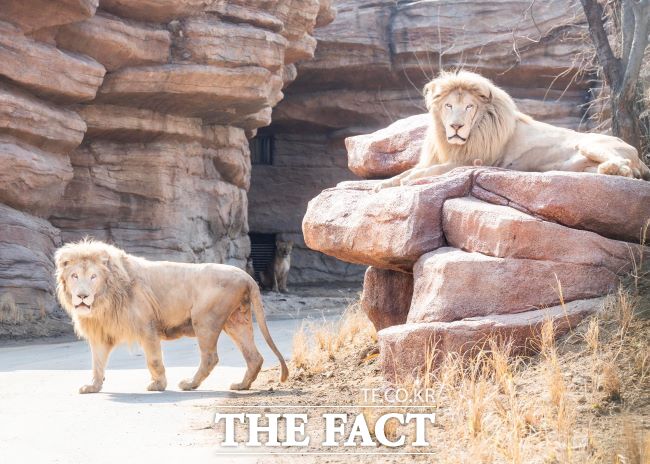 에버랜드 'NEW 사파리월드' /에버랜드