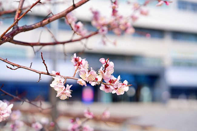 국립경국대학교 캠퍼스가 화사한 봄꽃으로 물들었다. 국립경국대 인문사회·IT대학 학생회가 주관하는 '문화페스티벌 벚꽃제'는 오는 7일부터 이틀간 본관 및 인문학관 일대에서 열린다. /국립경국대