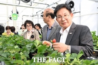  스마트온실에서 딸기 수확하는 박강수 마포구청장 [포토]