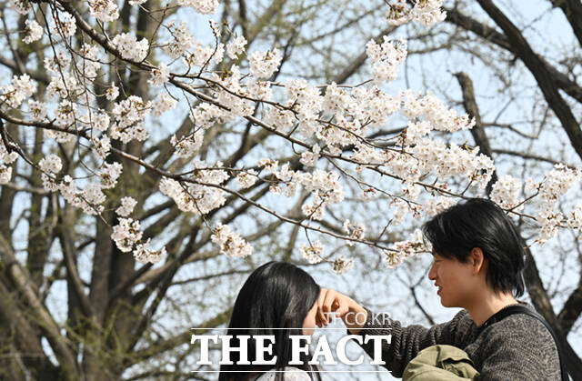 3일 오후 서울 종로구 사직로 경복궁 일대을 찾은 외국인 어린이 가족이 벚꽃 나무 아래서 기념촬영하며 봄 날씨를 만끽하고 있다. /이새롬 기자