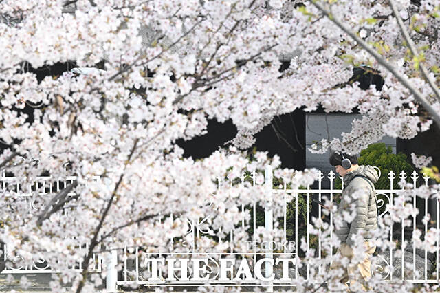 한 시민이 완연한 봄날씨를 보인 3일 오전 서울 마포구 토정로에 만개한 벚꽃 사이를 지나고 있다. /김성렬 기자