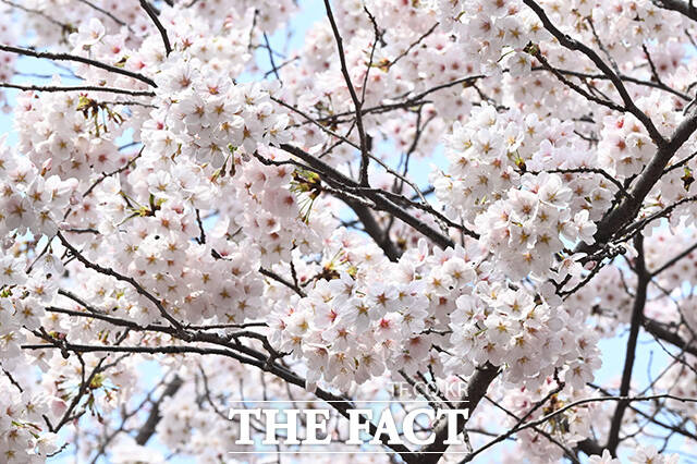 완연한 봄 날씨를 보인 3일 오전 서울 마포구 마포새빛문화숲을 찾은 외국인 관광객들이 벚꽃 아래에서 기념촬영을 하고 있다. /김성렬 기자