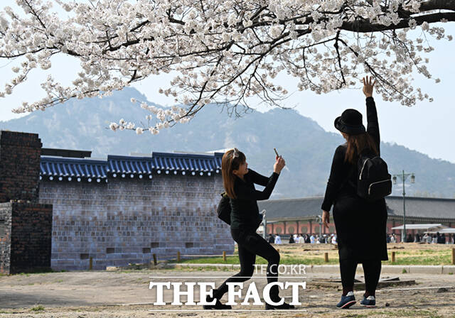 3일 오후 서울 종로구 사직로 경복궁 일대을 찾은 외국인 어린이 가족이 벚꽃 나무 아래서 기념촬영하며 봄 날씨를 만끽하고 있다. /이새롬 기자