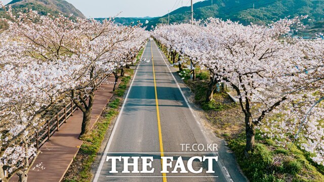 지난해 충남 보령시 주산면 도로 주변 벚꽃이 만개한 모습. /보령시