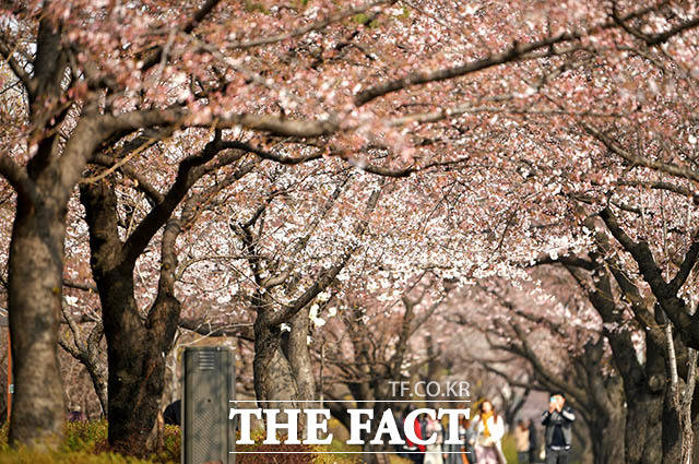 300만 인파가 예상되는 여의도 봄꽃축제를 앞두고 정부가 현장 점검과 안전관리 강화에 나섰다. /더팩트 DB