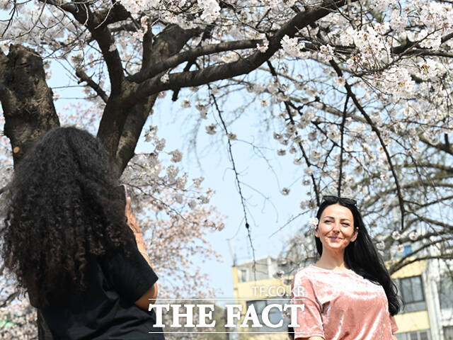 3일 오후 서울 종로구 사직로 경복궁 일대을 찾은 외국인 어린이 가족이 벚꽃 나무 아래서 기념촬영하며 봄 날씨를 만끽하고 있다. /이새롬 기자