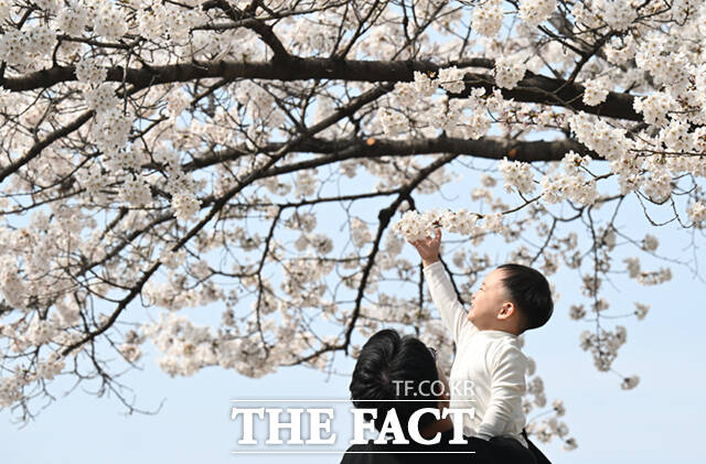 3일 오후 서울 종로구 사직로 경복궁 일대을 찾은 외국인 어린이 가족이 벚꽃 나무 아래서 기념촬영하며 봄 날씨를 만끽하고 있다. /이새롬 기자