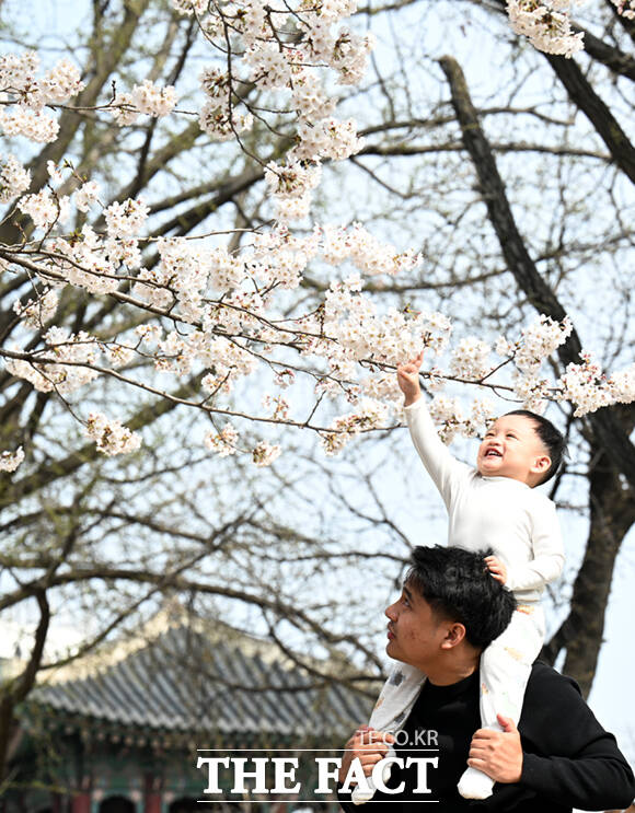 3일 오후 서울 종로구 사직로 경복궁 일대을 찾은 외국인 어린이 가족이 벚꽃 나무 아래서 기념촬영하며 봄 날씨를 만끽하고 있다. /이새롬 기자