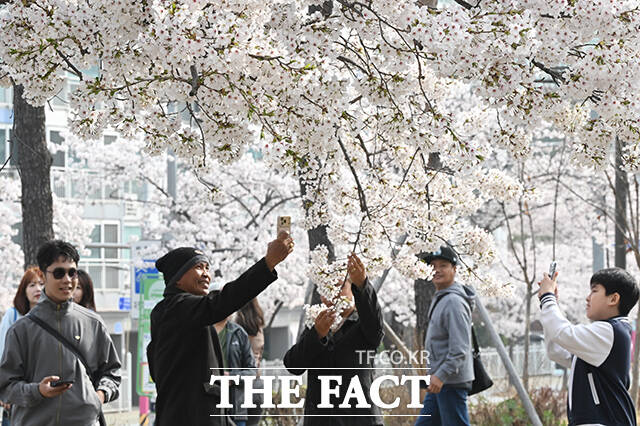 완연한 봄 날씨를 보인 3일 오전 서울 마포구 마포새빛문화숲을 찾은 외국인 관광객들이 벚꽃 아래에서 기념촬영을 하고 있다. /김성렬 기자