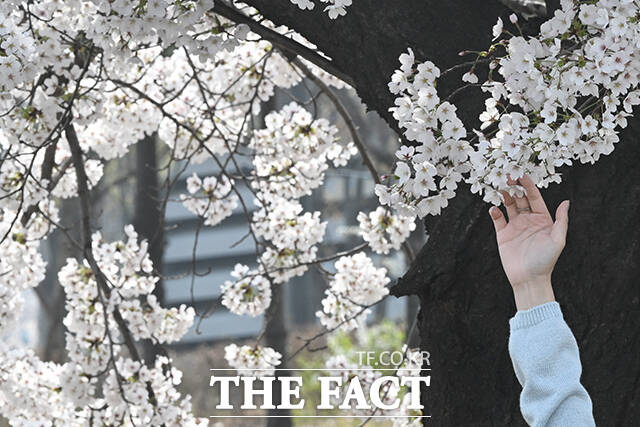 완연한 봄 날씨를 보인 3일 오전 서울 마포구 마포새빛문화숲을 찾은 외국인 관광객들이 벚꽃 아래에서 기념촬영을 하고 있다. /김성렬 기자