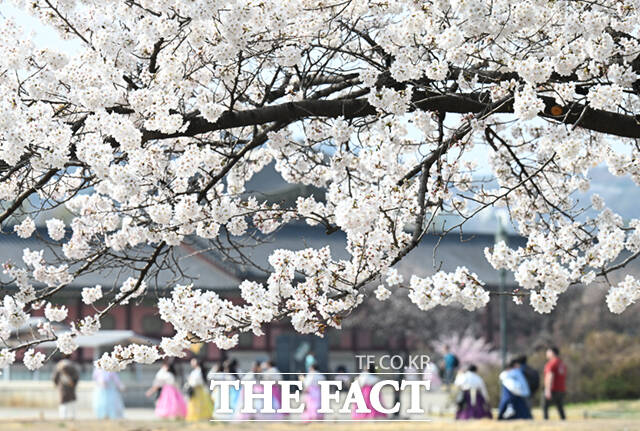 3일 오후 서울 종로구 사직로 경복궁 일대을 찾은 외국인 어린이 가족이 벚꽃 나무 아래서 기념촬영하며 봄 날씨를 만끽하고 있다. /이새롬 기자