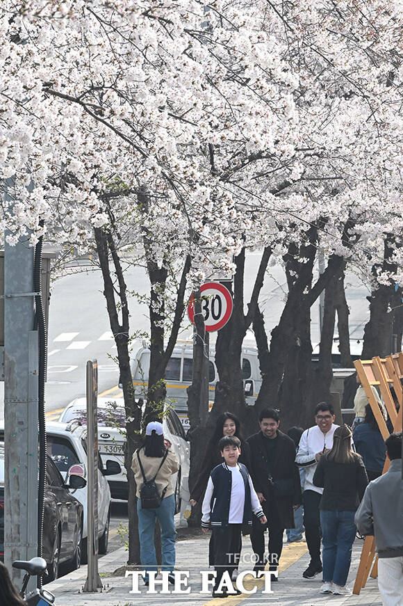 완연한 봄 날씨를 보인 3일 오전 서울 마포구 마포새빛문화숲을 찾은 외국인 관광객들이 벚꽃 아래에서 기념촬영을 하고 있다. /김성렬 기자