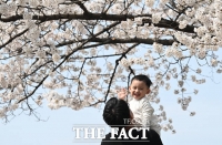  '흐드러진 벚꽃 아래' [TF사진관]