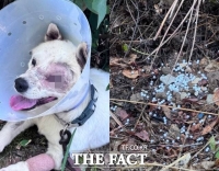  [단독] '반려견 비비탄 난사' 해병대원, 강등 징계 불복 항고