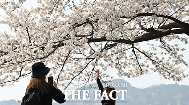 식목일이자 일요일인 5일은 오전 맑다가 밤부터는 흐려지고, 늦은 밤에는 비가 올 것으로 보인다. /이새롬 기자