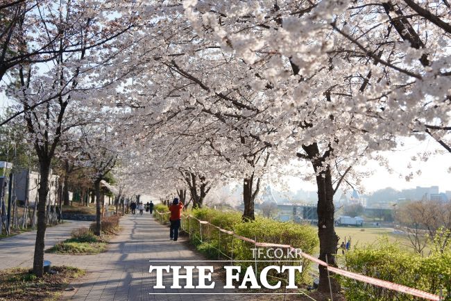 오산천 벚꽃길 /오산시