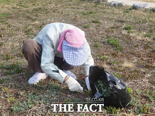 5일 영주시 서천 자전거도로 부근에는 봄의 전령사 ‘쑥’을 캐는 촌로의 손길로 분주하다. /김성권 기자