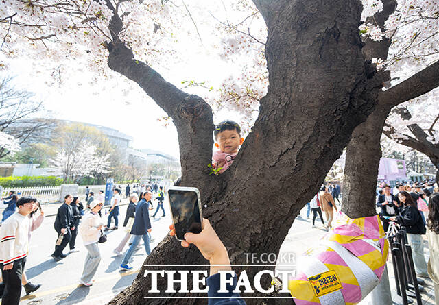 5일 오후 서울 여의도 윤중로가 '여의도 봄꽃축제'를 찾은 시민들로 북적이고 있다. /박헌우 기자